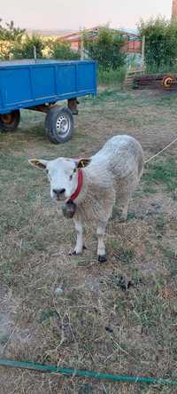 Berbec texel tânăr .