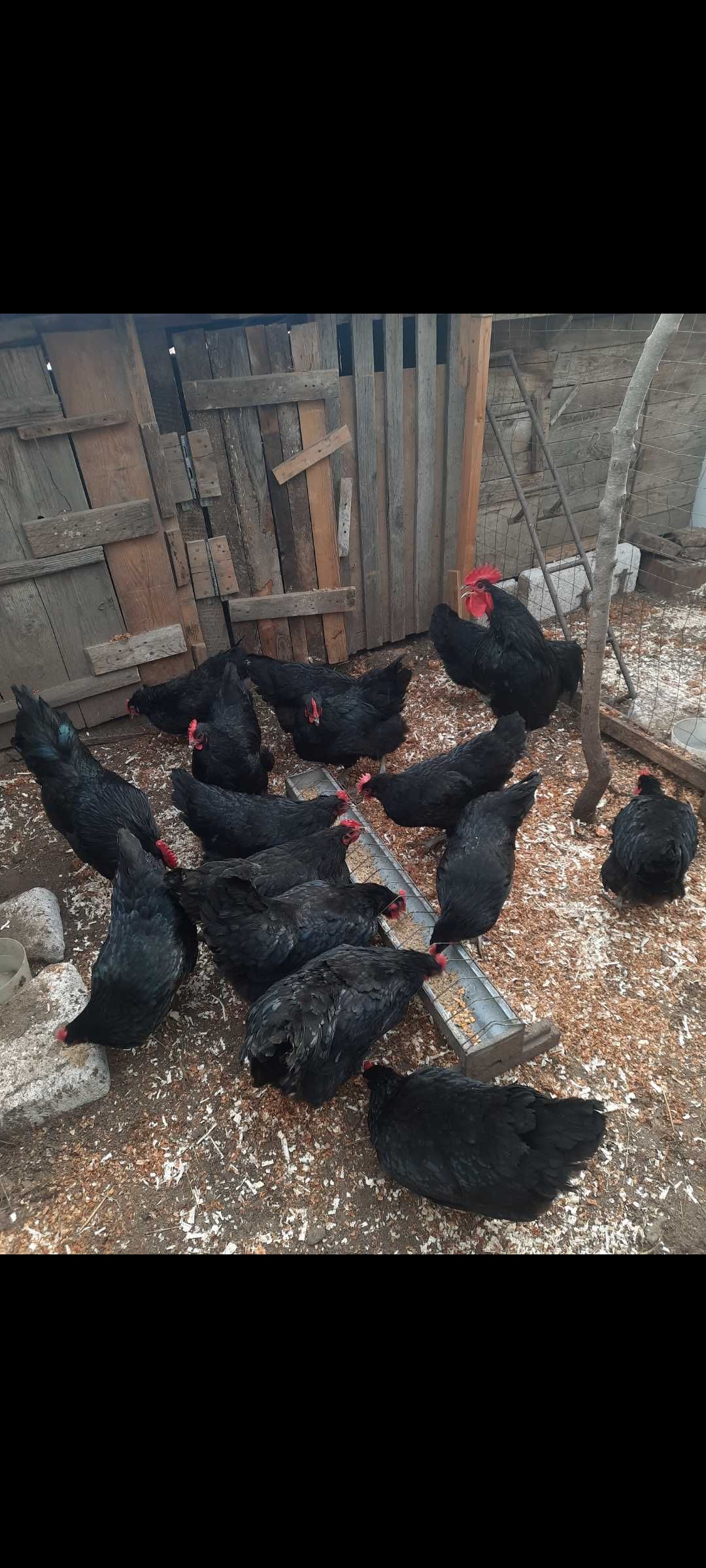 Oua  pentru incubat australorp negru