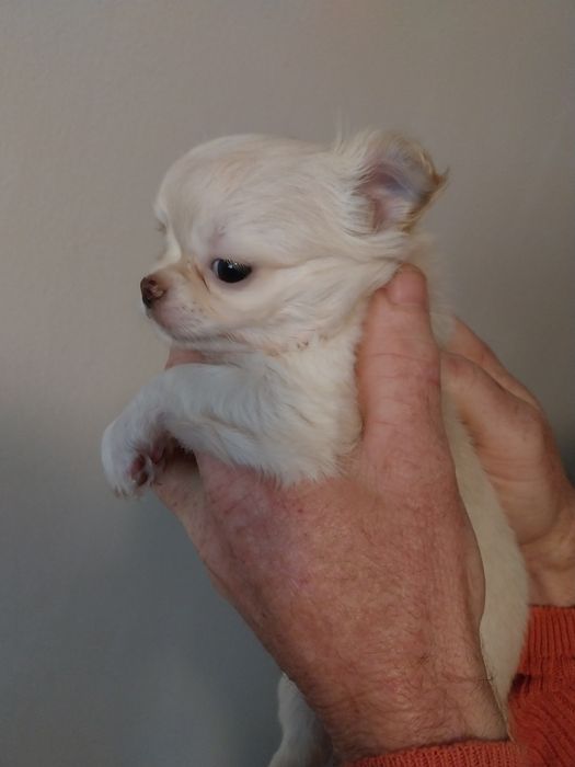 Продавам чихуахуа