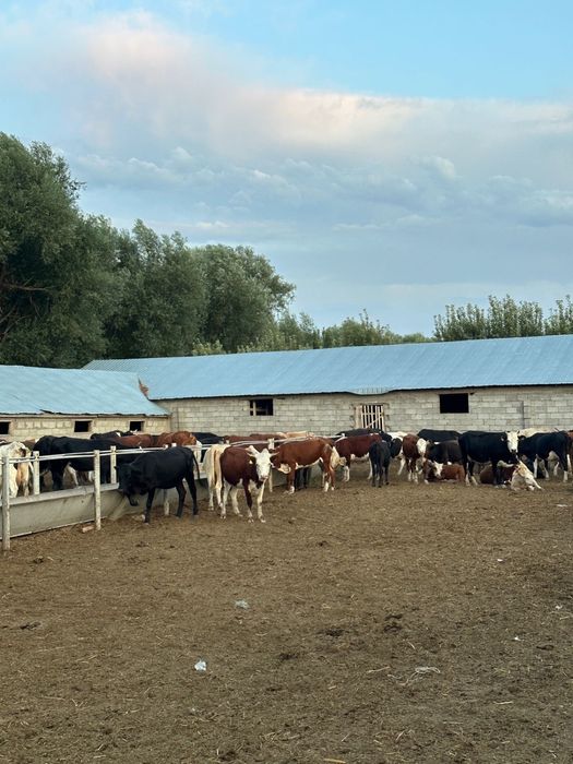 Коровы КРС бычки