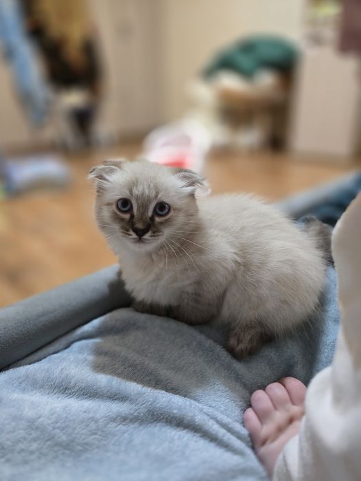 Котенок Невская маскарадная + Скоттиш Фолд