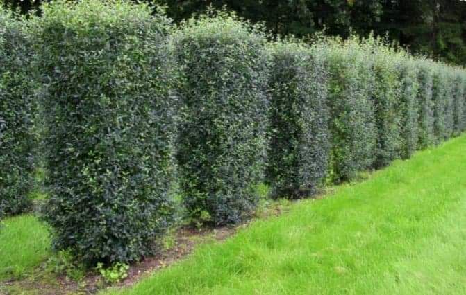 Ligustrum vulgare lemn cainesc