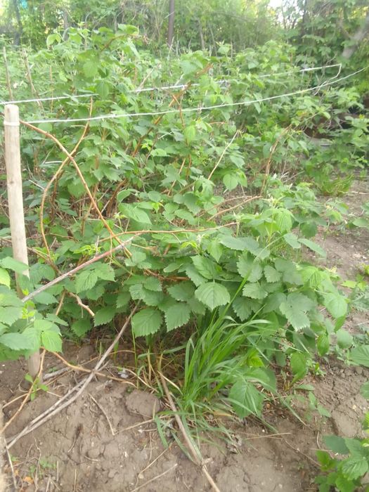 Саденцы Малины ремонтантной