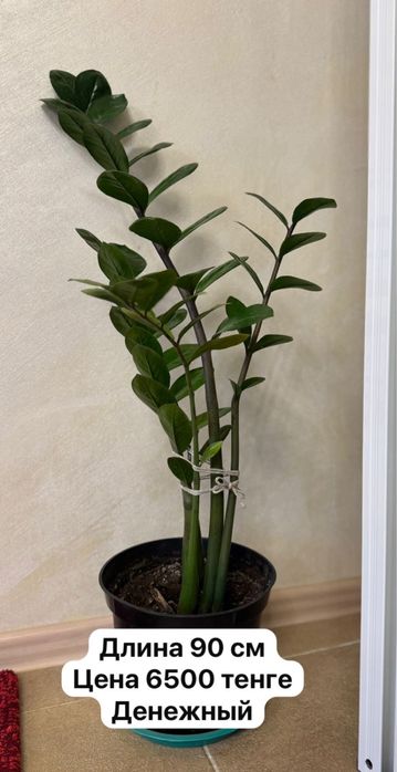 Продам домашние цветы