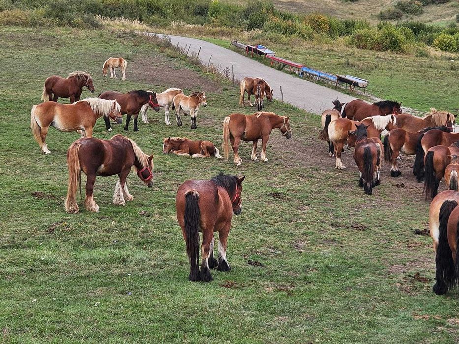 Manji de vanzare Cluj