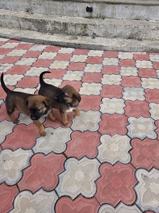 Donez Malinois pui 6 săptămâni, baiat