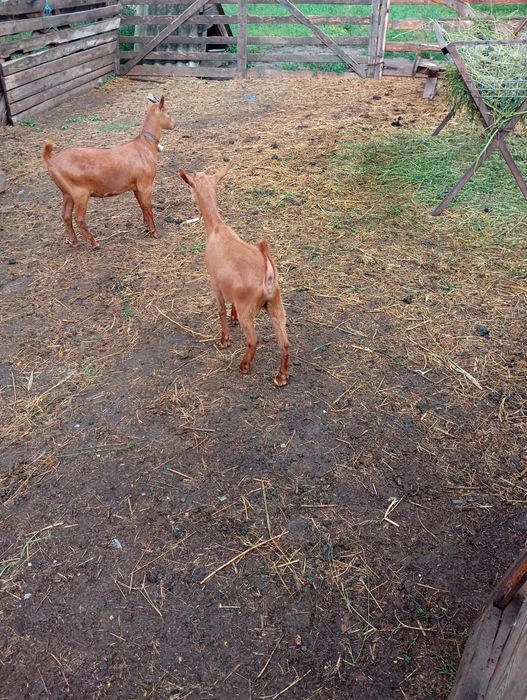 De vânzare sau schimb