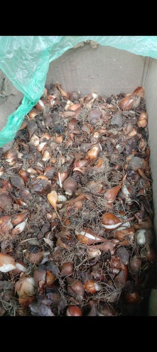 тюльпаны, детки.