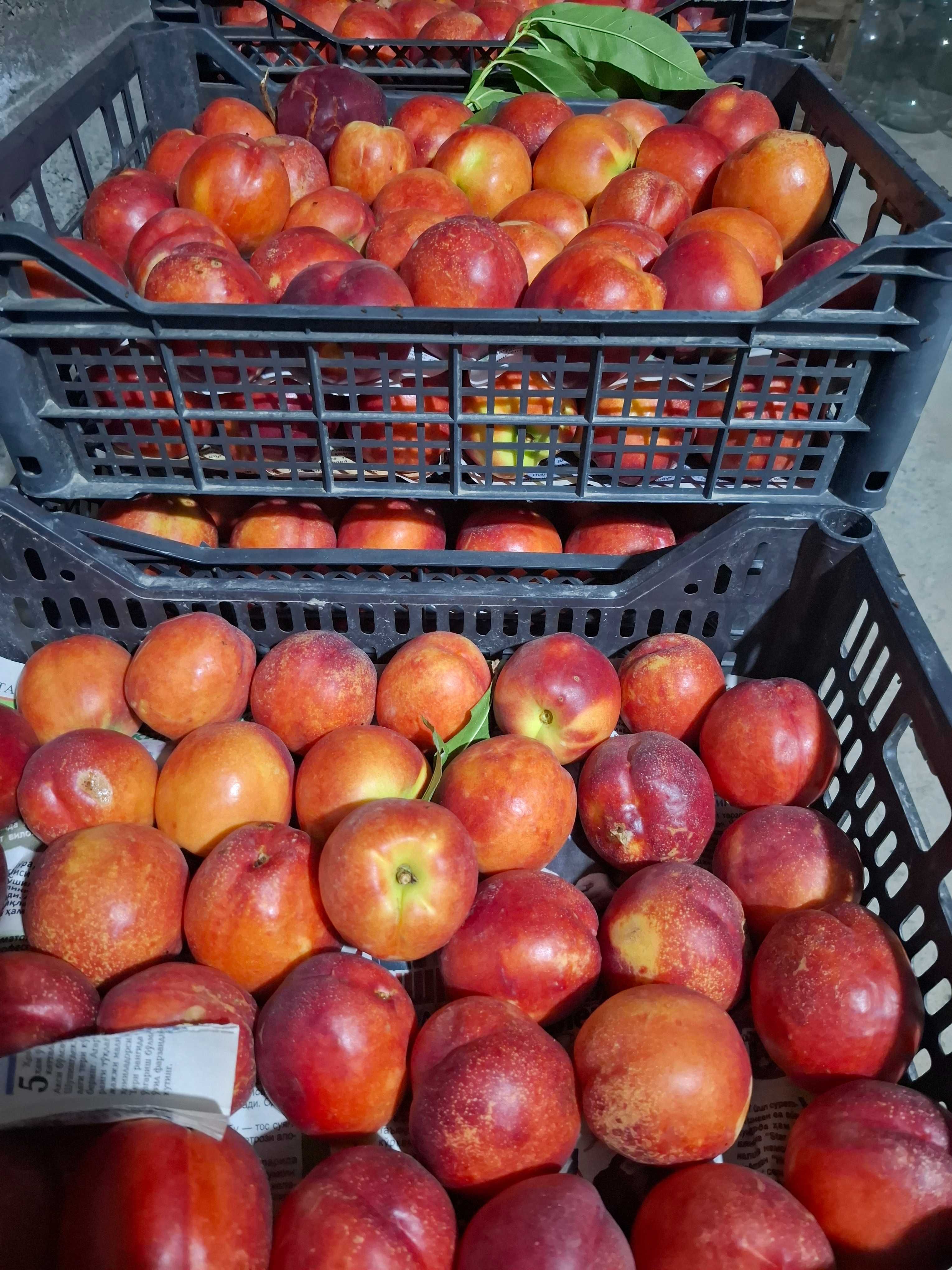 Shaftoli nektarin sifatli