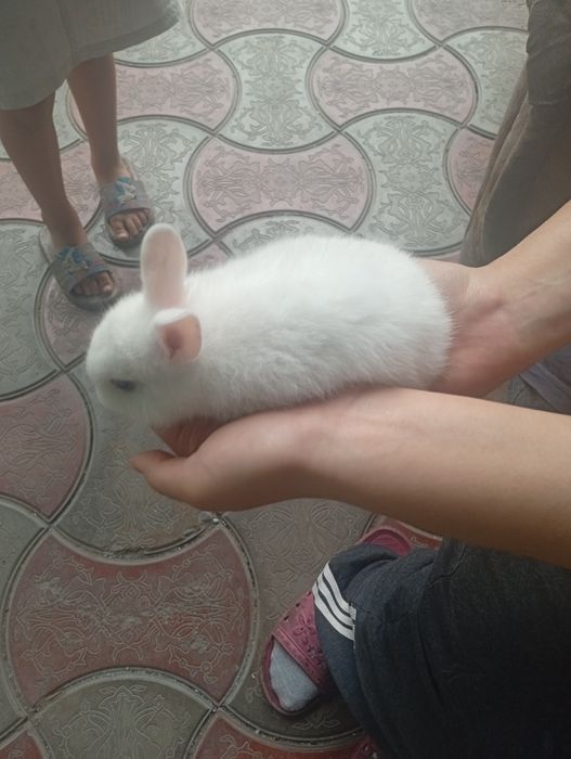 Декоративные 1 месячных крольчата