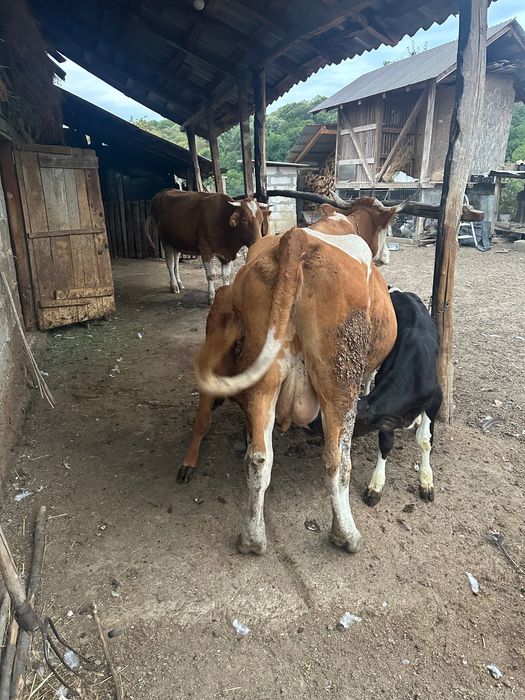 Vând vacă bălțată cu doi viței