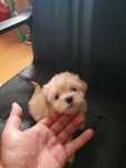 Bichon Maltez Mini Toy