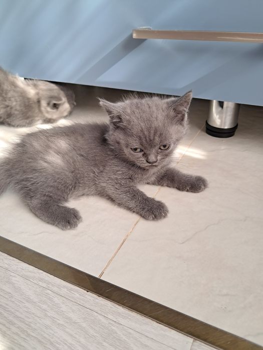 Продаются чистокровные котята правильной вязки. Страйты и фолды. Возра