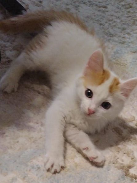 Отдам котенка в хорошие руки