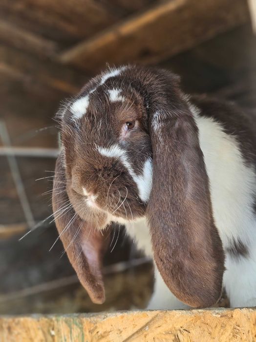 Vând iepurași Berbec German Uriaș și Berbec Pitic