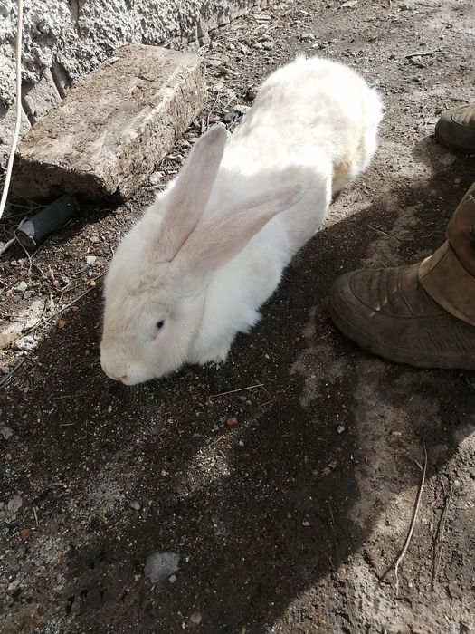 Продаю кроликов великанов