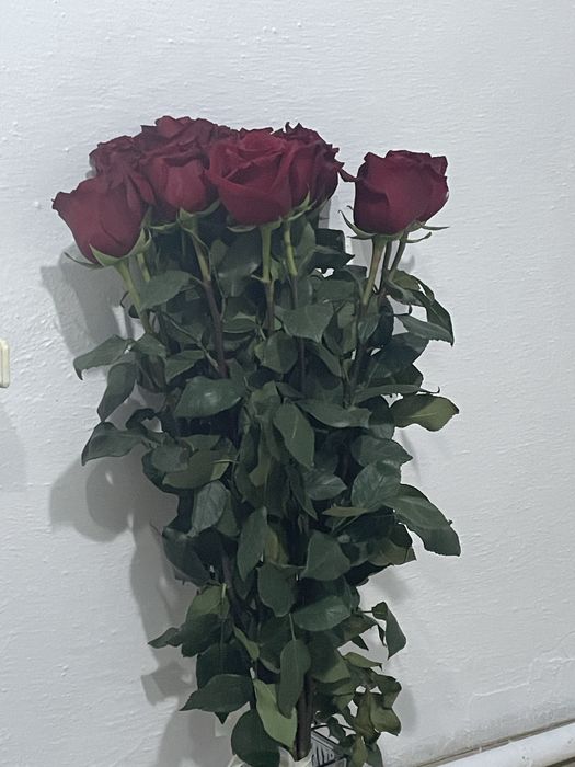 Продам метровые розы