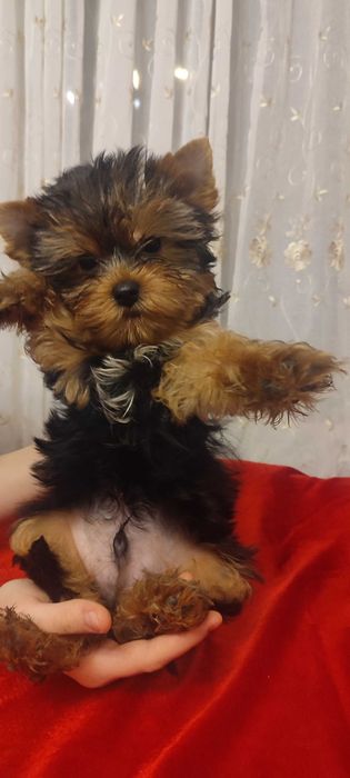 Yorkshire terrier