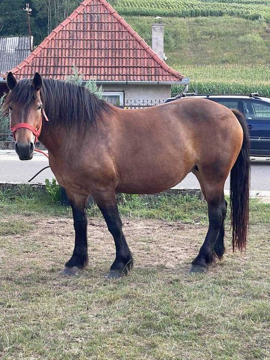 Iapă murgă gestantă, de vânzare împreună cu mânza