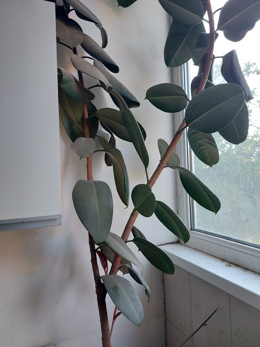 Фикус арзон сотилади