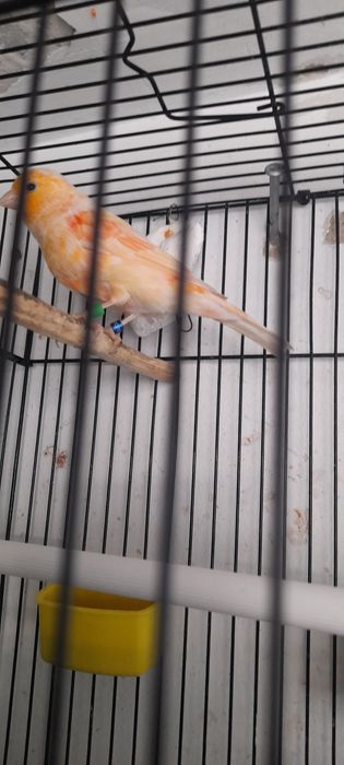 Продам Канарейку к самка и самес  гатовийий гатовий