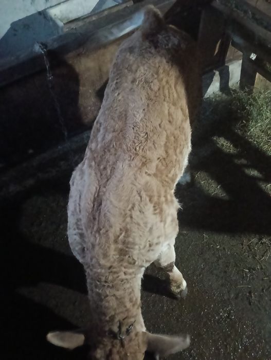 Vând vițel de 7 săptămâni