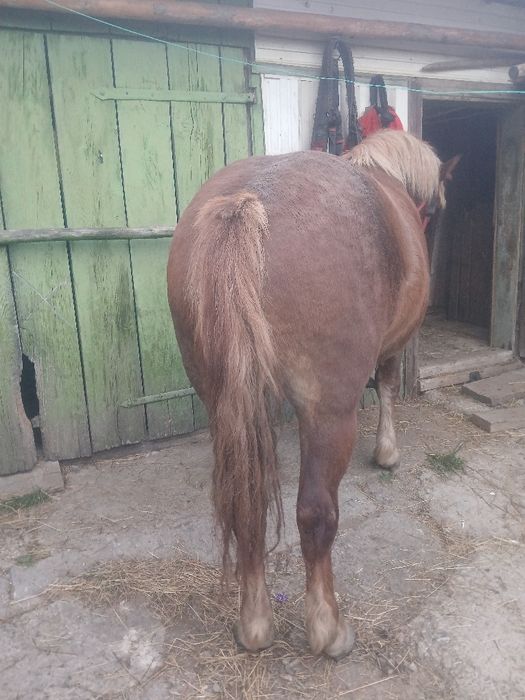 Vând mânză de 2 ani