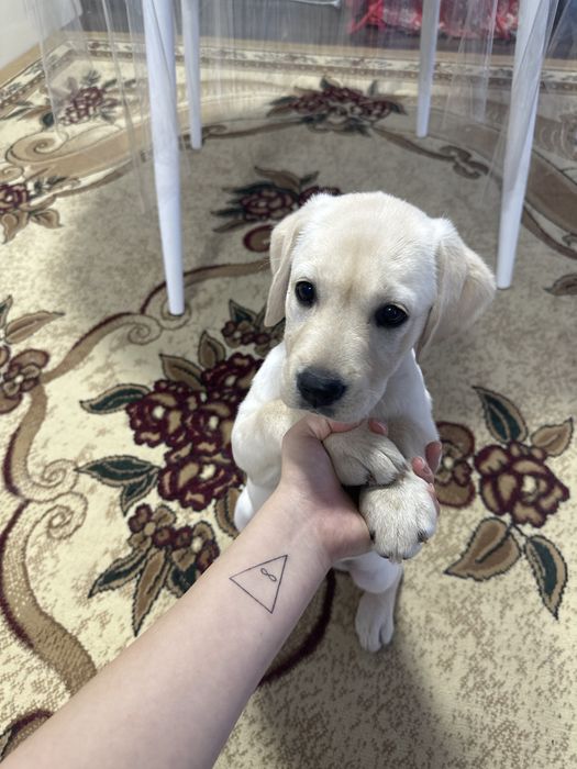 Лобоодор продаются