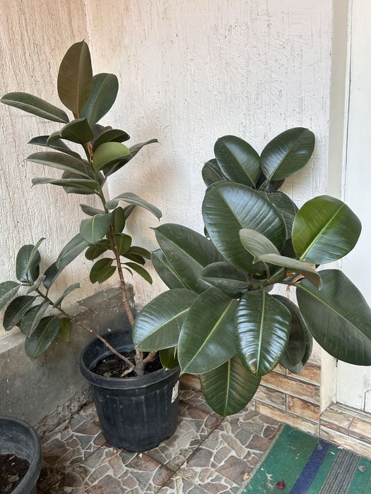 продается растения фикус