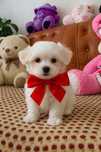 Bichon maltez mini toy