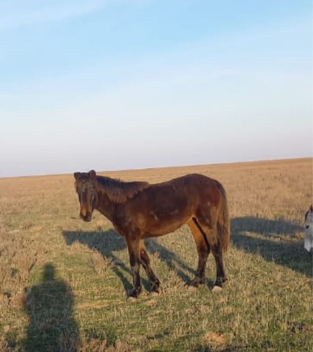 Жабағы, жабы тұқымы