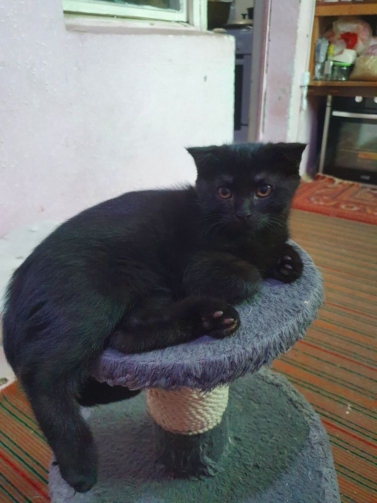 Скотиш фол и бритиш страйт