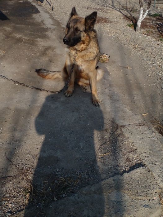 Немецкая овчарка