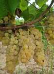 Vand struguri pentru vin