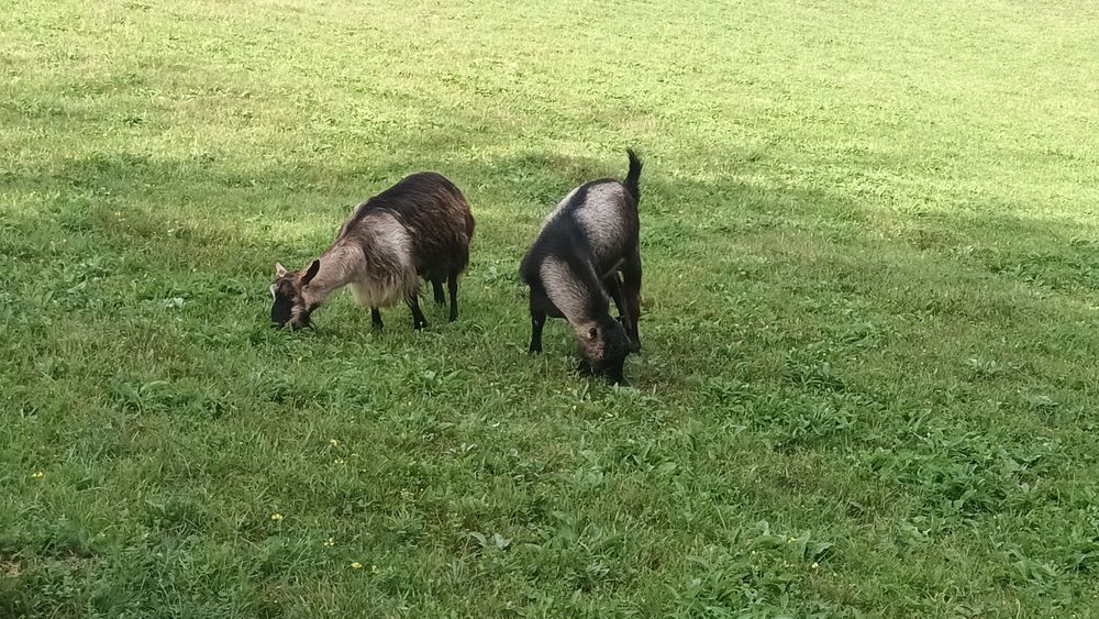 Căprițe de vanzare!