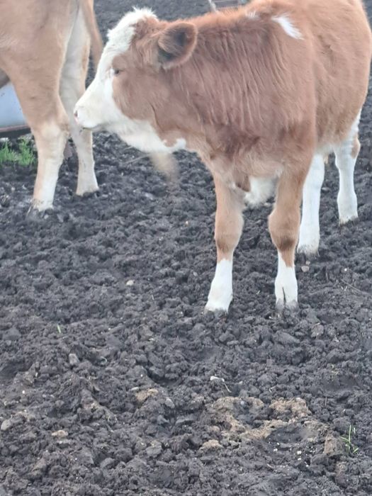 Продавам 5 женски телета