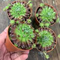 Sempervivum/suculente marturii