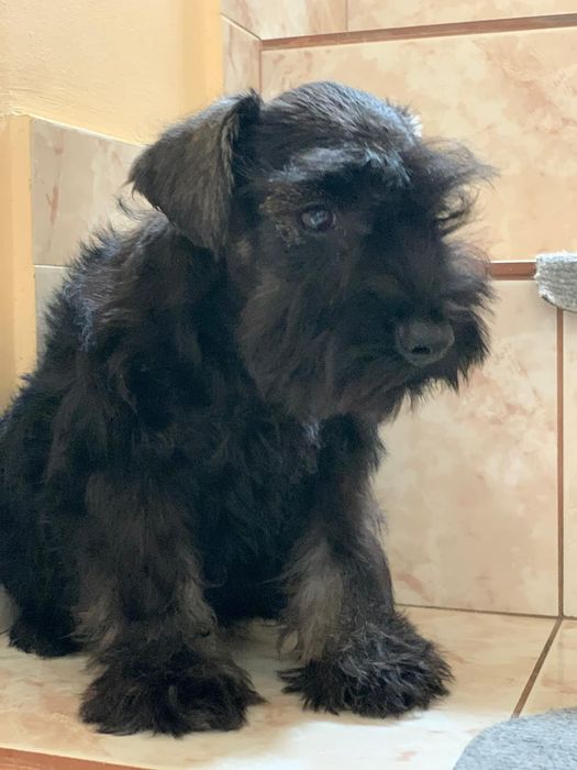 Schnautzer pitic