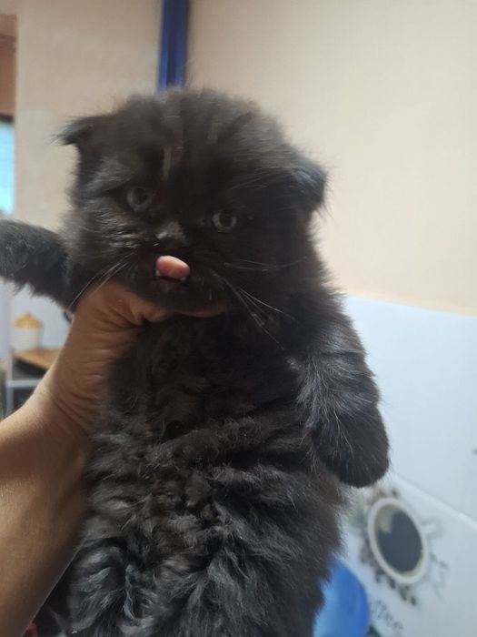 Продаются шотладские вислоухие котята
