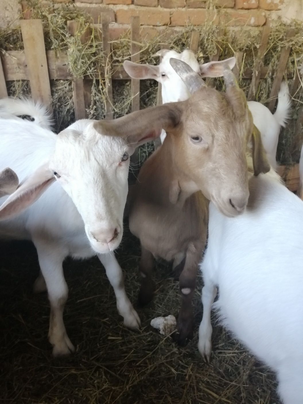 Продавам ярета и кози
