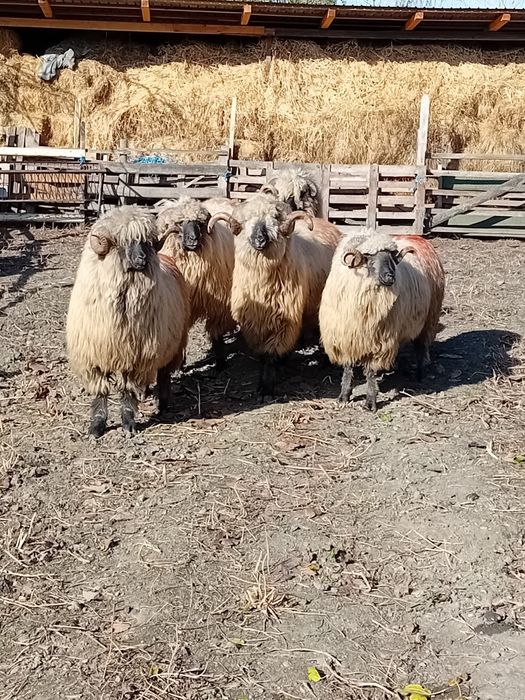 Berbeci bucalai de vanzare