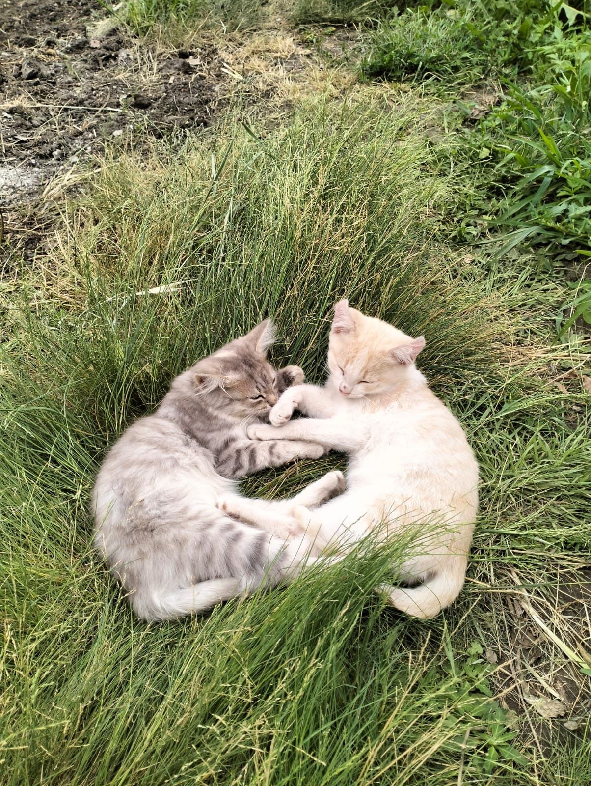 Срочно! Милые котята ищут семью