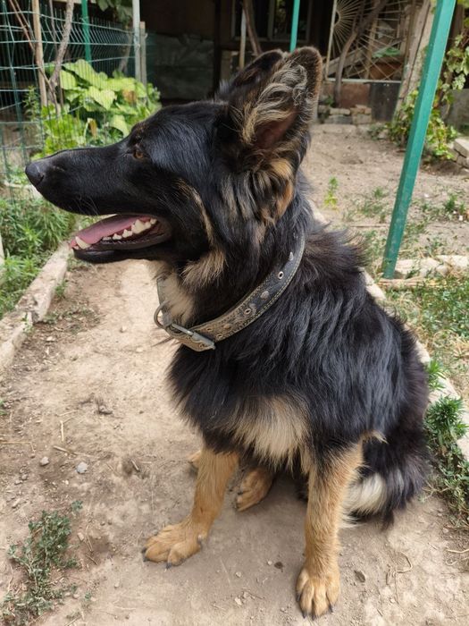 Продам собаку. Немецкая овчарка. 1.5 года.