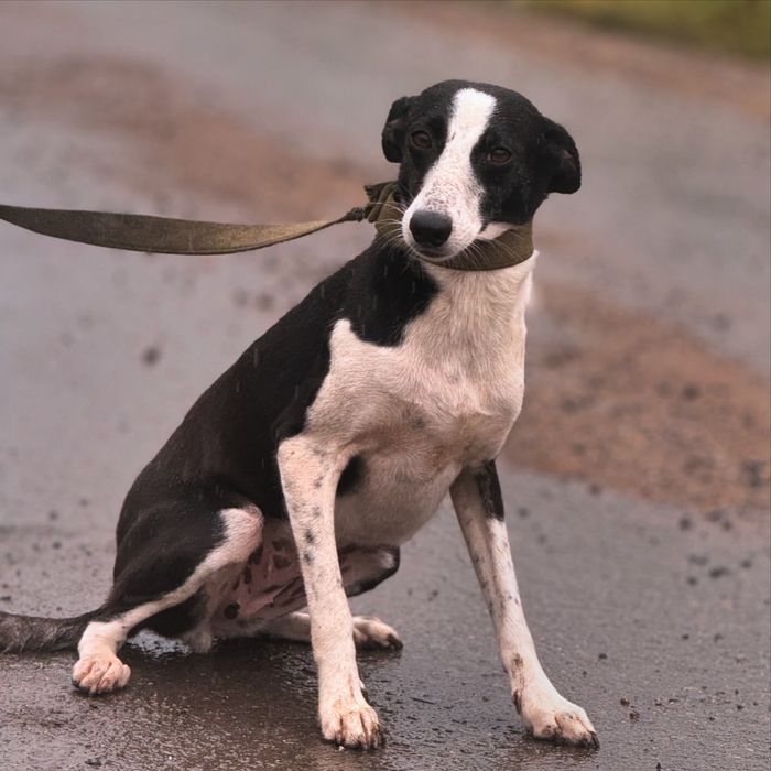 Собака в хорошие руки