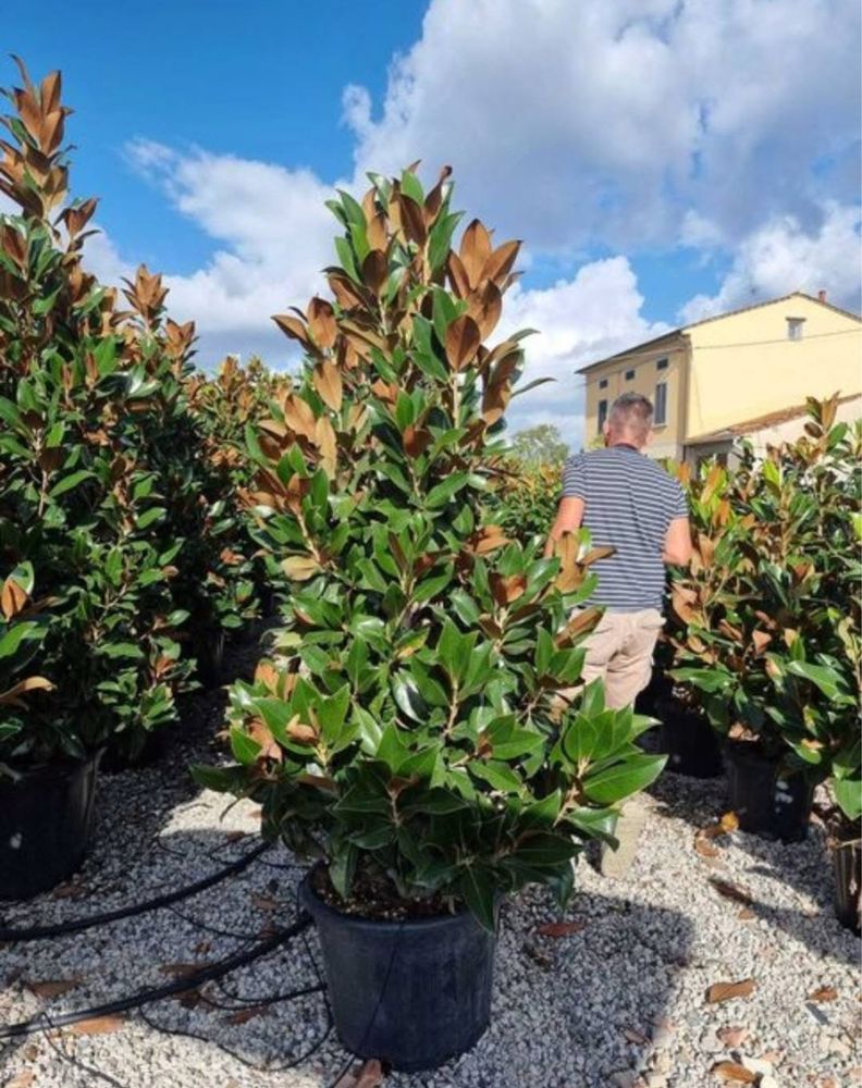 Plante ornamentale