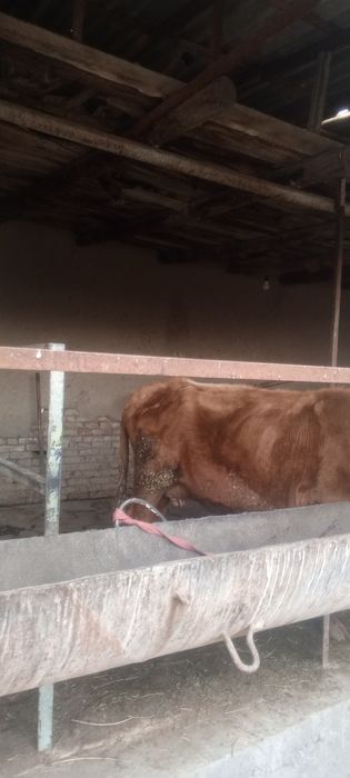 Ona bola sigir sotiladi bolasi gʻunojincha