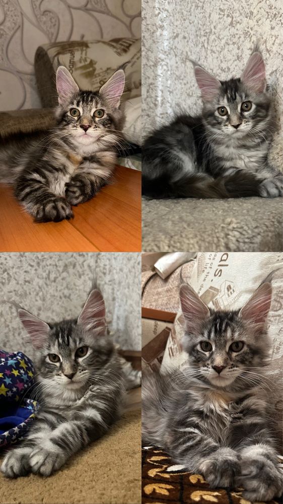 Бронь продажа котят