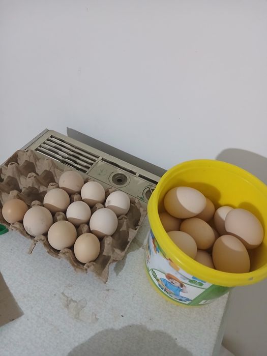 Honaki tovug tuxumlari sotiladi uruglangan donasi 3 ming