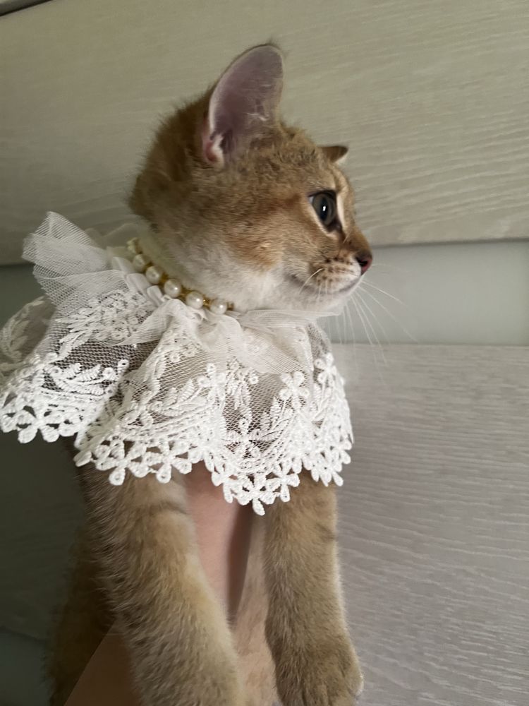 Продается gold shinshilla девочка
