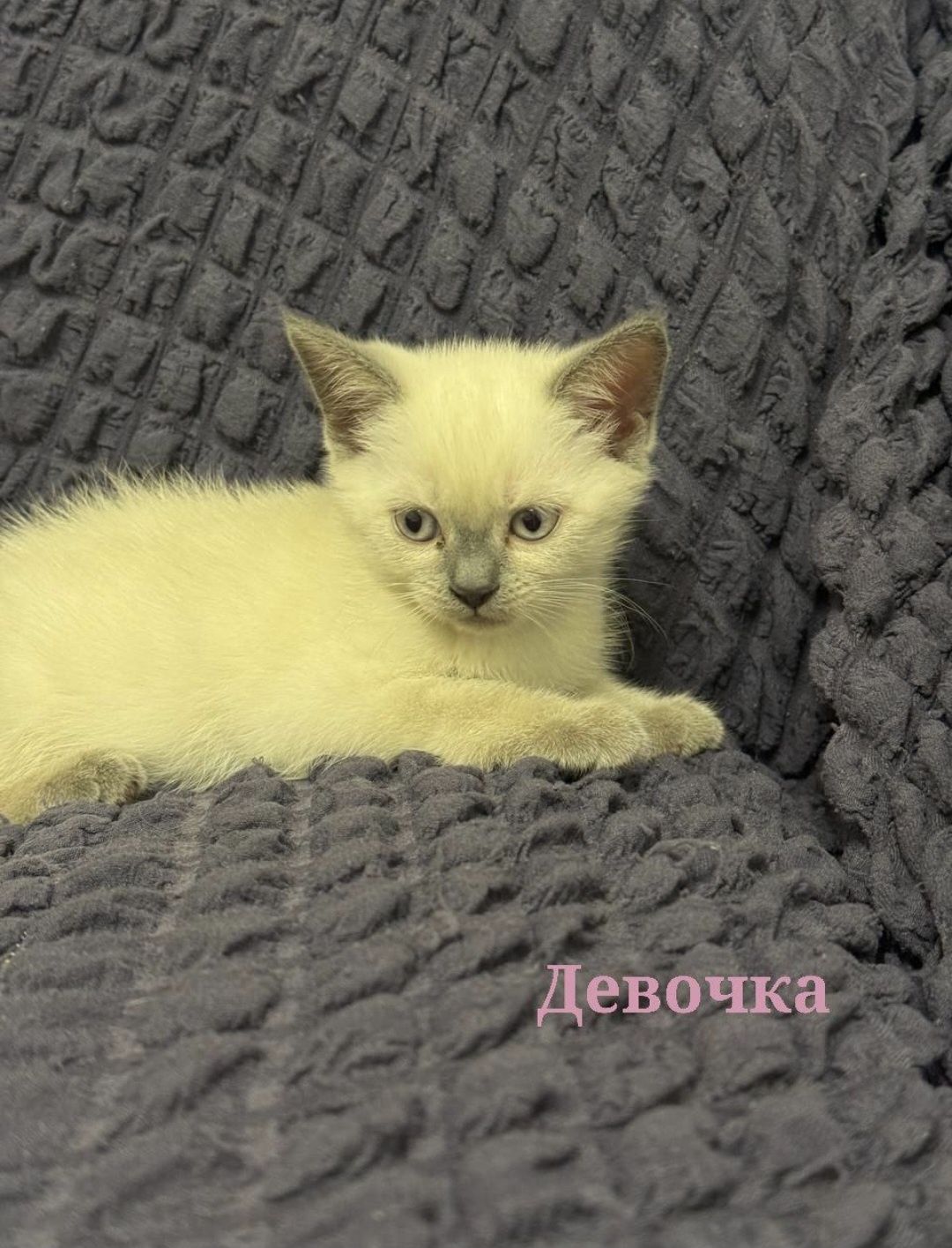 продаётся котят,